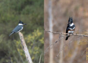 Male and female belted kingfisher Male and female belted kingfisher