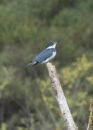 Male belted king fisher Male belted king fisher