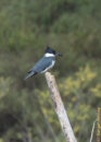 Male belted king fisher Male belted king fisher