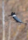 Female belted king fisher Female belted king fisher