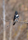 Female belted king fisher Female belted king fisher