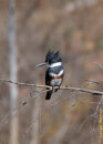 Female belted king fisher Female belted king fisher