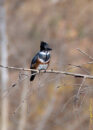 Female belted king fisher Female belted king fisher