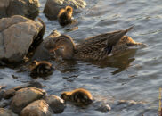 Mallard female duck and ducklings Mallard female duck and ducklings