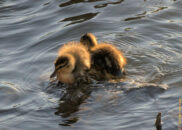 Mallard ducklings Mallard ducklings