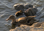 Mallard female duck and ducklings Mallard female duck and ducklings