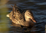 Mallard female duck Mallard female duck