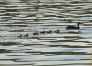 Mallard female duck and ducklings Mallard female duck and ducklings