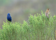1 of 6 - Male and female blue grosbeak, lucky me, they were on the same bush male and female blue grosbeak