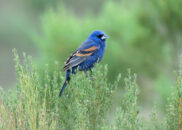 2 of 6 - Male blue grosbeak, the glamour shot male blue grosbeak