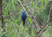 3 of 6 - Male blue grosbeak, an unusual front facing shot, which I found interesting Male blue grosbeak