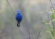 4 of 6 - Male blue grosbeak being intrigued by my persistence at trying to take pictures of him Male blue grosbeak