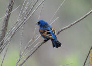 5 of 6 - Male blue grosbeak showing off his beautiful wing feathers Male blue grosbeak