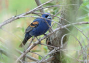 6 of 6 - Male blue grosbeak playing hide and seek Male blue grosbeak