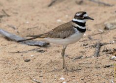 This killdeer looked at me and started squeaking... killdeer