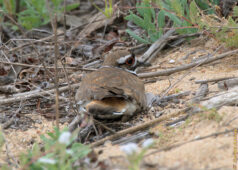 Then she started rubbing her belly on the sand... killdeer feigning injury