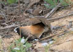 killdeer feigning injury