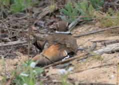 then she straightened her tail and... killdeer feigning injury