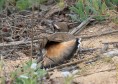 she moved it to the right and she kept doing things like this until I left. killdeer feigning injury
