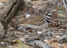 I actually took this picture right at the beginning, but I had not noticed the eggs. So, I got completely fooled by her behavior. killdeer with her eggs