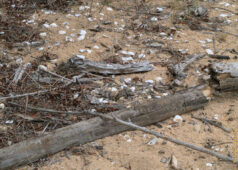When I came back to the place a week later, I saw this. Not obvious, isn't it? killdeer chicks