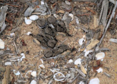 The chicks remained completely still all the time I was there, until I got far away. killdeer chicks