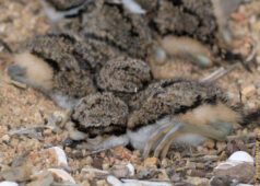 I couldn't resist the temptation to use my zoom to get a real close-up of this adorable little chick. killdeer chicks