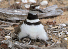 Seeing that I had moved far away the mother decided she could come back to warm up her chicks. killdeer chicks and mom