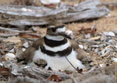 She settled down and remained there. I left her and decided to come back next Sunday. killdeer chicks with mother