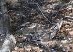 4 days later I went back and this what I saw. There was nothing left, not even a sign that this ever happened. killdeer nesting site is gone