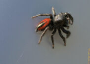 3 of 4 - Johnson jumping spider Johnson jumping spider