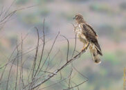 This is a northern harrier, a bird of prey, and she's about to takeoff... female northern harrier