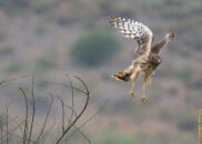 I think this is a female because it is brown and its undersides are white with brown streaks. The male is very different, grey and white. female northern harrier