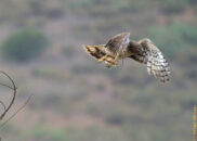 She's on her way to hunt. I watched her flying low over the land female northern harrier