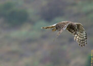 These are one of the few raptorial birds known to practice polygyny – one male mates with several females. (wikipedia) female northern harrier