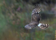 Notice the white patch on the rump, this is a very quick way to identify norther harrier. Both female and male have it. female northern harrier