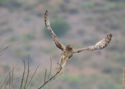 And here she goes... This bird likes to hunt by flying low over the landscape. northern harrier