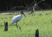 The wood stork is a migratory bird, who lives primarily in Central, and South America, and the Caribbean. It usually comes to the Florida wetlands to breed. wood stork