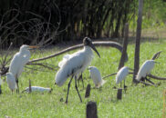 This visiting wood stork seemed to like the company of great and snowy egrets. wood stork, white egrets, snowy egrets