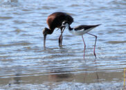Then this black-necked stilt joined the ibis. white-faced ibis, black-necked stilt