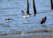 But, for some mysterious reason, the American avocet chased the stilt out. Perhaps it was thinking "This is my shallow water area, you go somewhere else" white-faced ibis, black-necked stilt, American avocet