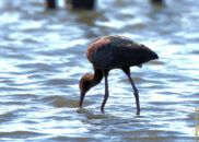 A white-faced ibis looking for food in the shallow waters of Lake Hodges white-faced ibis