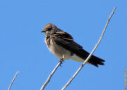 This is an American bushtit. This is a very small bird, pretty common in the west side of the country. Very active, it feeds on small insects and spiders. American bushtit