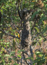 It may be hard to believe that such a tiny bird (only 3 inches long) will build such an elaborate nest. I took this pic last year, and had no idea what it was, until I researched this bird. American bushtit nest