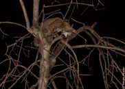 This bobcat appeared on the dead tree in front of my house as I was testing my camera with a flash. bobcat