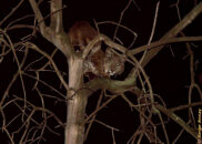 I was able to take this better picture of him but had to take my wife back inside as she was so scared. bobcat