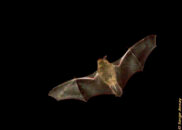 A small bat flying around one of the lamp posts on my street, obviously feeding on the insects attracted by the light. bat in flight