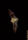 This is the first time I take pictures of bats in flight. It is very difficult and it brought to my attention how much I have to learn. bat in flight