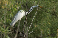 One morning I got close to this great egret, and it decided it was time to move on... great egret