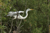 And off he/she goes... great egret